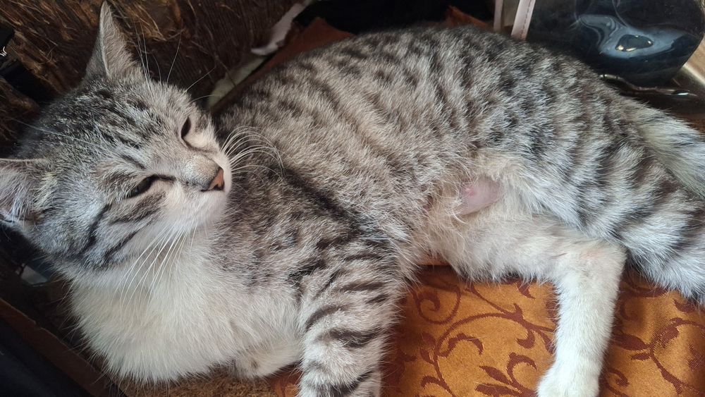 Отдам Маму и котят есть 4 котенка