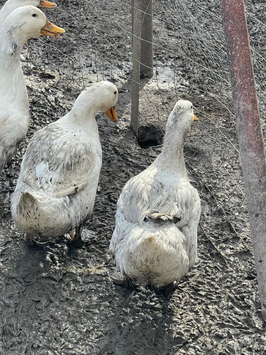 Rațe si rațoi, crescute in libertate