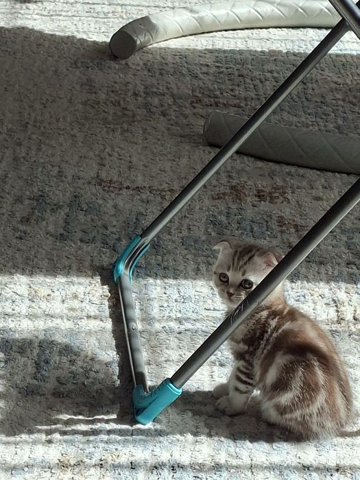 Продам котенка скотиш форд