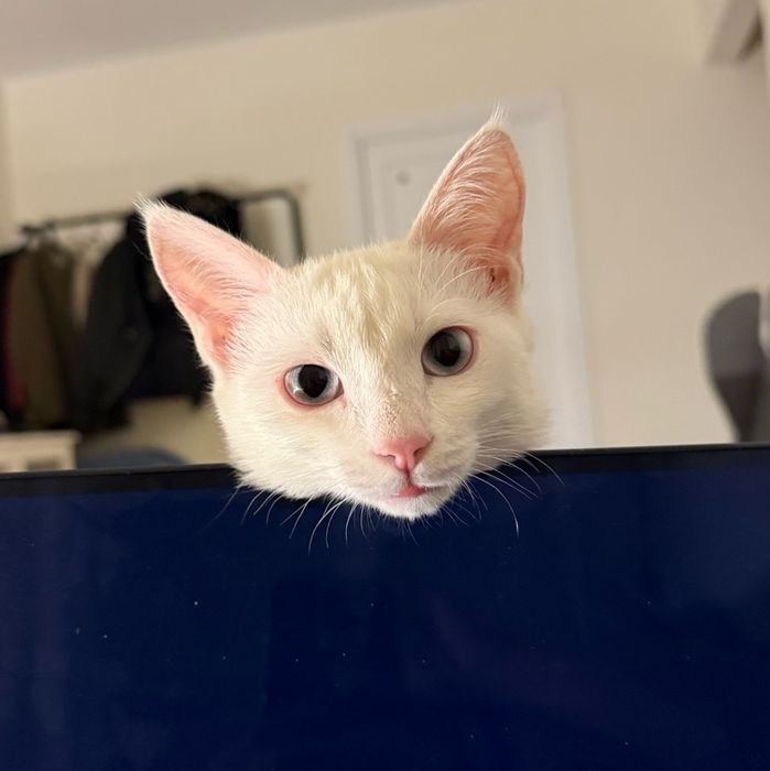 Отдам даром в хорошие руки