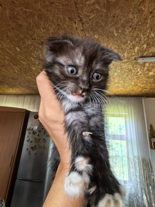 Отдаю котёнка в добрые руки