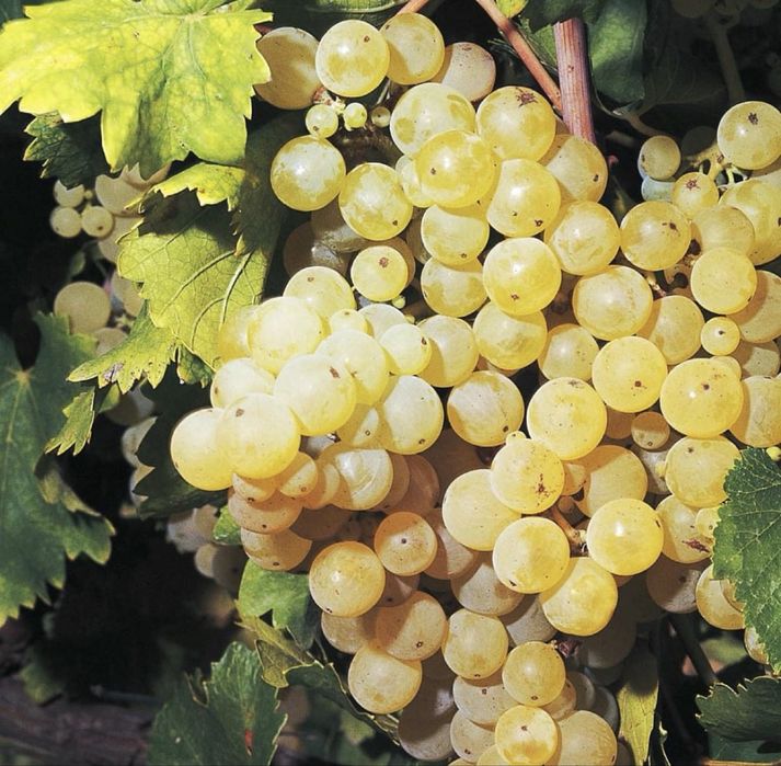 Vand struguri  de vin