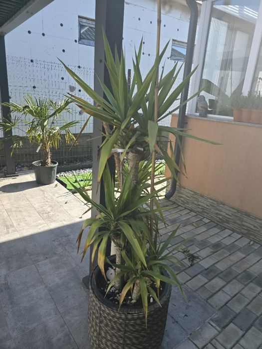 Yucca Elephanties