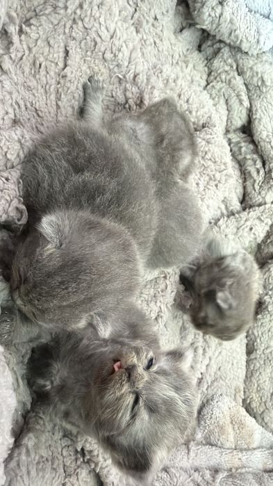 Британска късокосместа