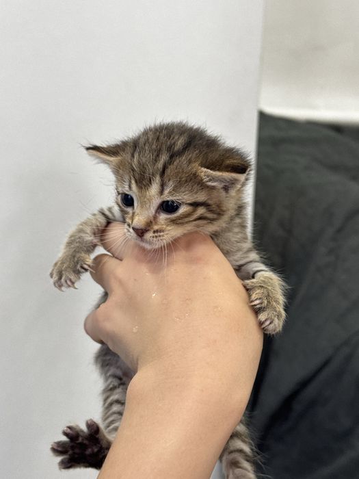 Котята ищут семью