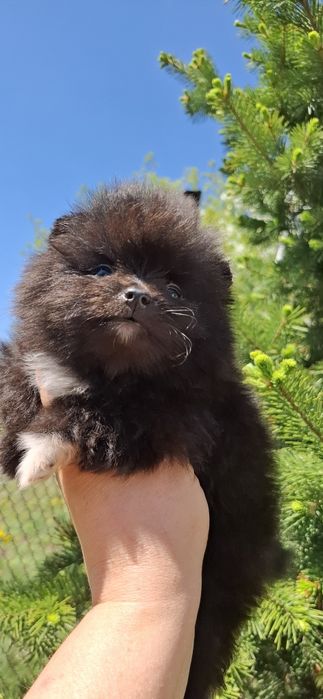 Щенки шпица с документами