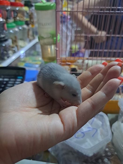 Декоративные крысята