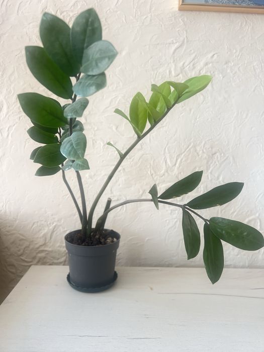 Замиакулькас продам