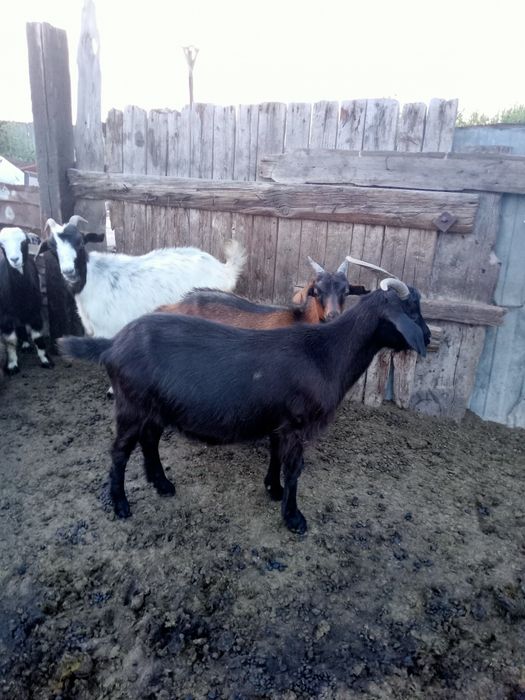 Ешкы Серкеш           .