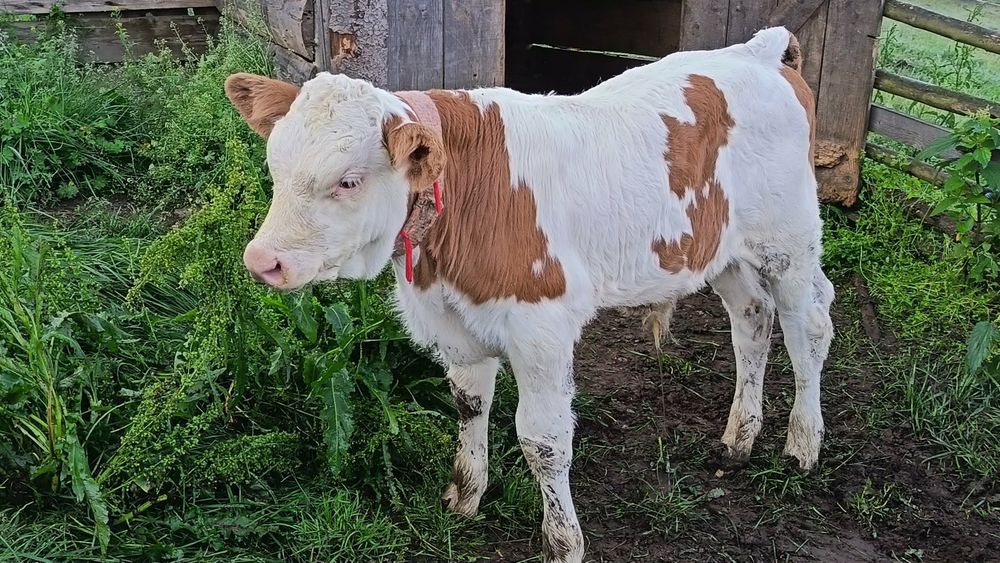 Vând vaca cu tauras