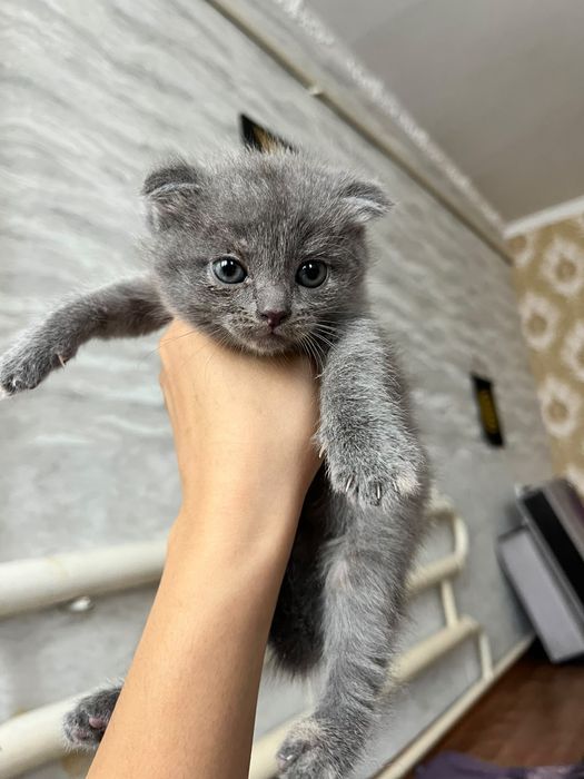 Продаю котят вислаушки