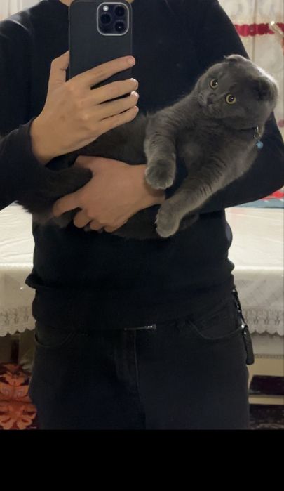 Vyazka kot scottish fold