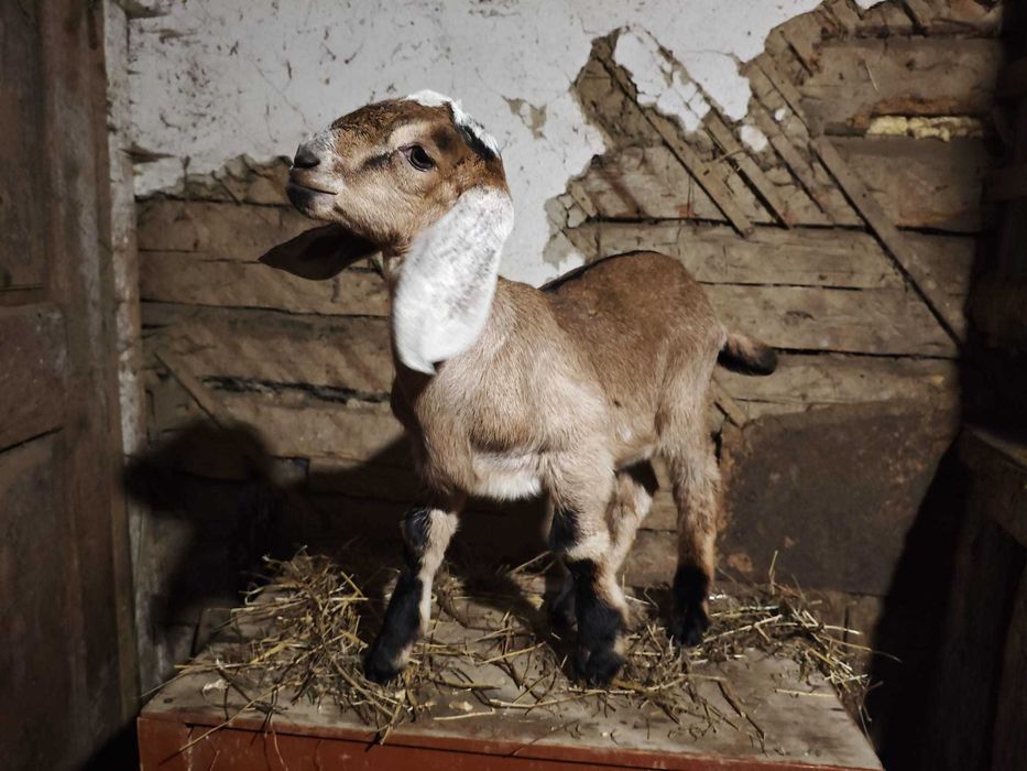 Tapusori anglo-nubiene de vanzare