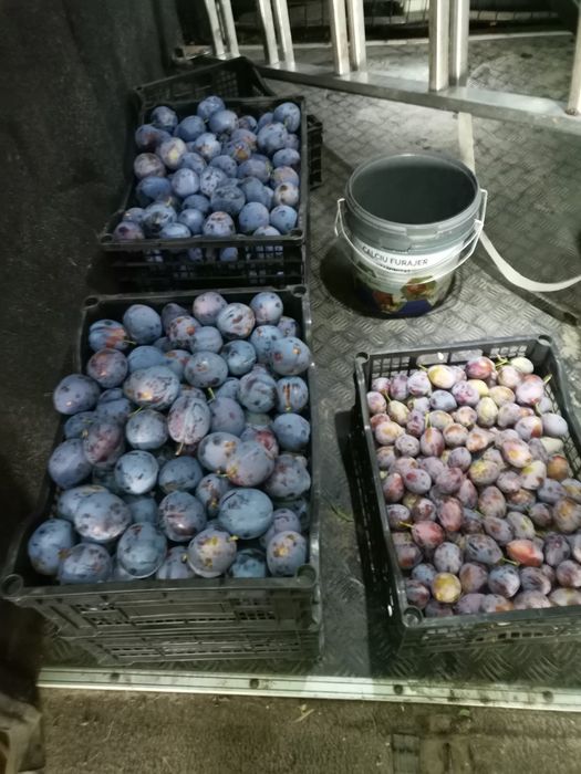 Vand prune pentru tuica
