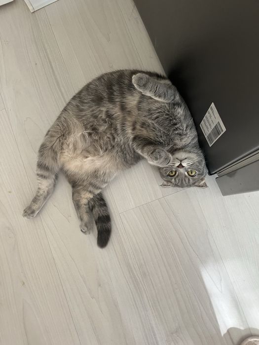 Кошка, шотланская вислоухая