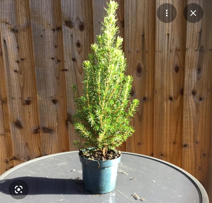 Ель глаука,карликовая,Можевельник стельющие,скальные,сосны черная,туя