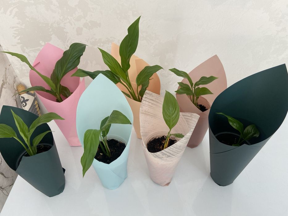 Красивый комнатные цветы