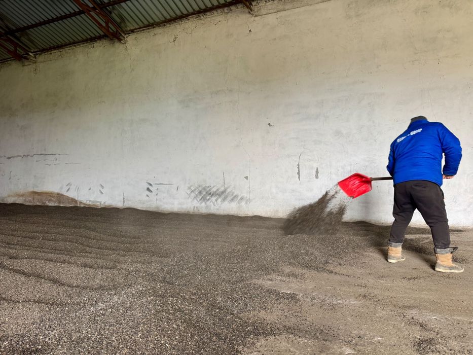 Vând Floarea-Soarelui, Cantitate 4-5 Tone - Jurilovca