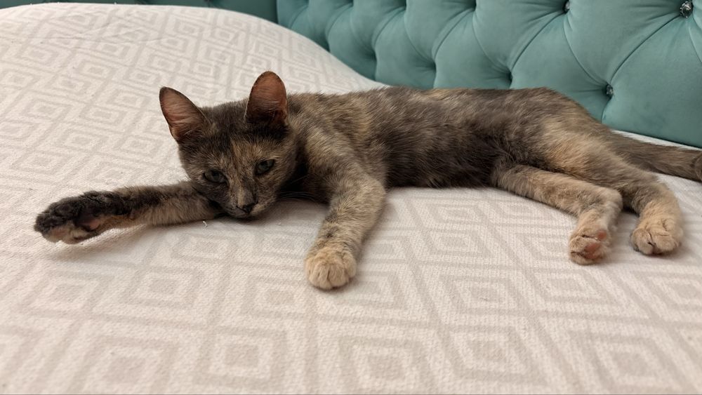 Котенок ищет дом! Срочно!