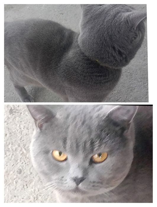 Продам кота Британец коротко шерстный