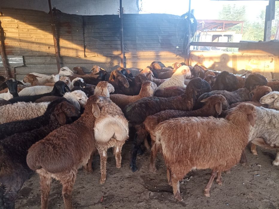 Кой токты кой сатылады