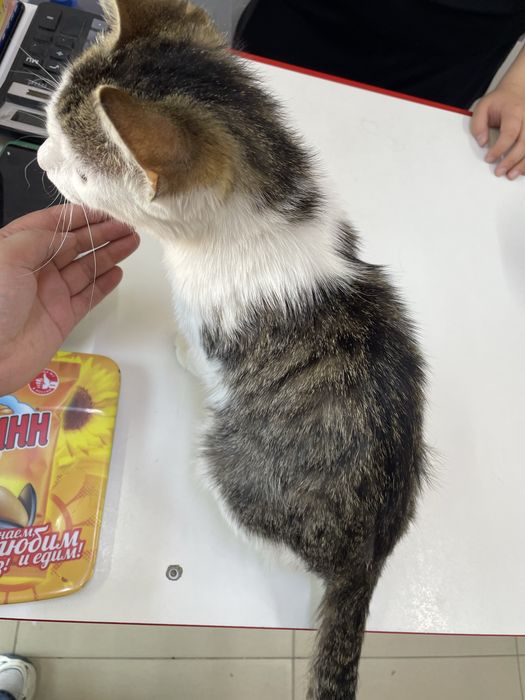 Астана! Котенок 6 месяцев, девочка