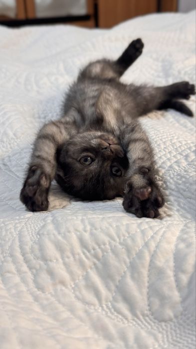 Чистокровные шотландцы