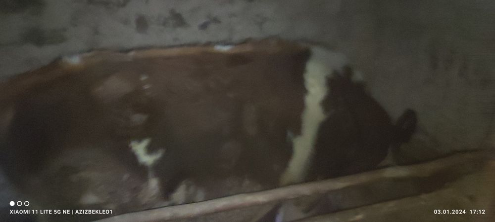 Smental, shvet paroda