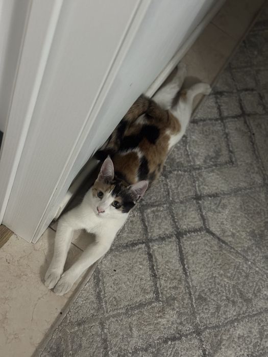 кошки и 2 котята