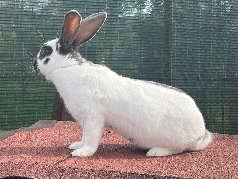 Iepuri Uriaș începând cu vârsta de 1lună