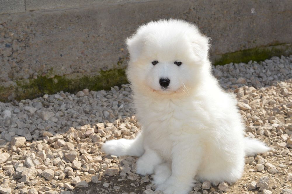 самоед бебета чистокръвни