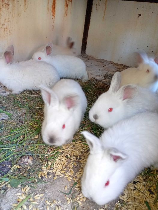 Iepurași californieni