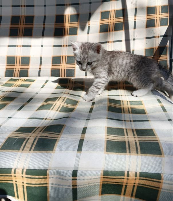 Отдам котенка бесплатно