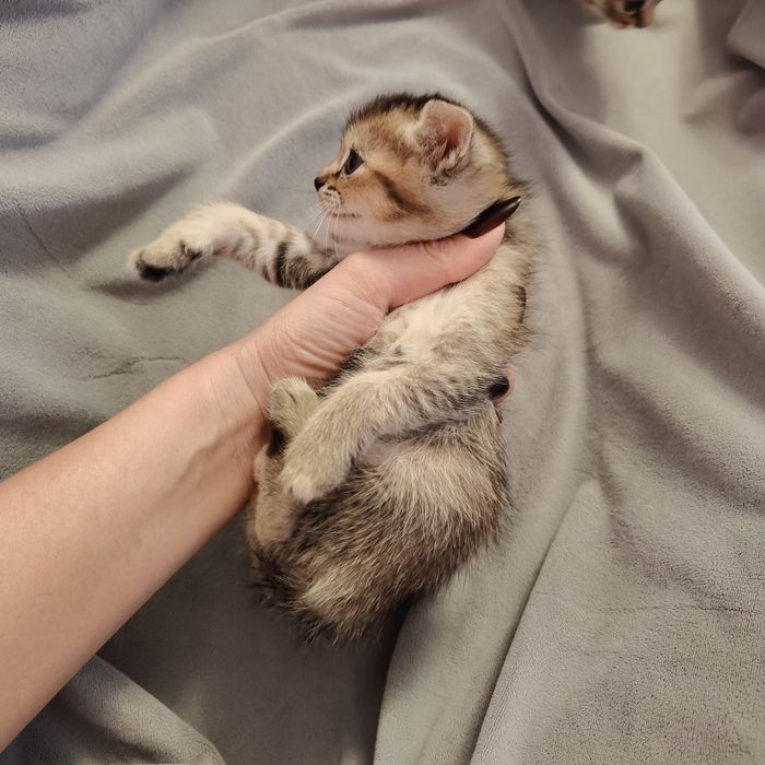 Чаузи котята Крупные n25