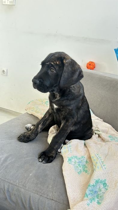 Дизайнерско Кане Корсо