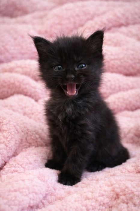 Чёрный котёнок мальчик