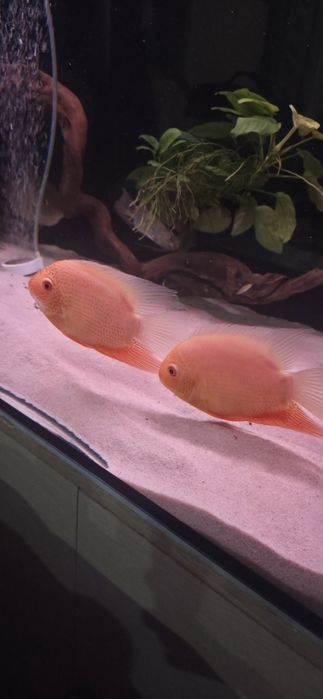 Продам цихлиду северум