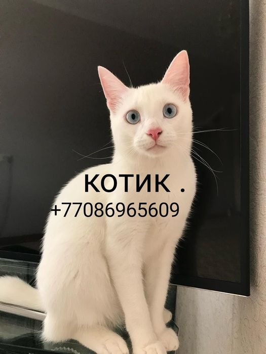 Котик в хорошие руки