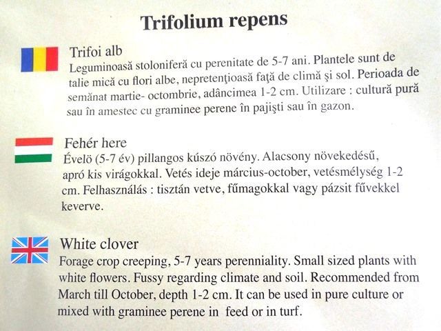 Samanta trifoi alb , pitic