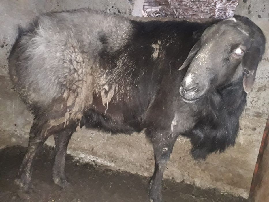 Кой сатылады срочна