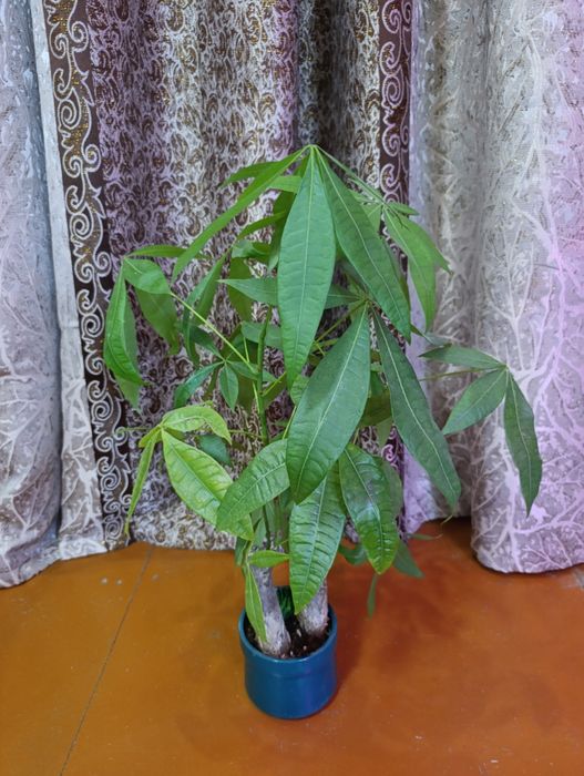 Продаётся пахира