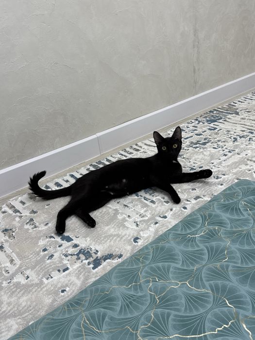 мысык бар бесплатно