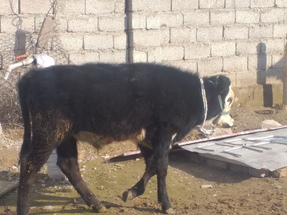 бычок сатылады дені сау