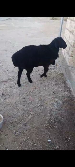 Буаз гиссар қой сатылады