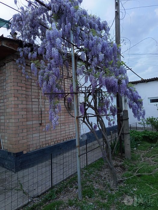 ГЛИЦИНИЯ черенки