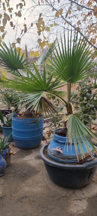 Палма сотилади холати расмдаги 7 йиллик