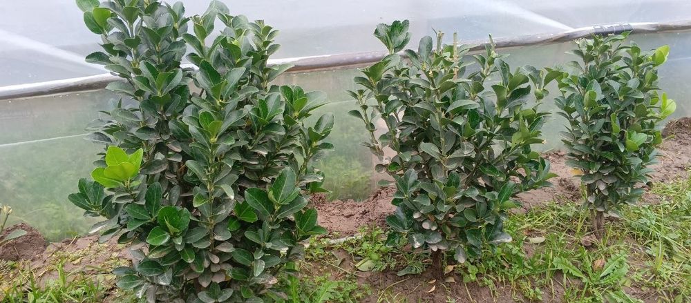 Туя голд италянски сорт ранги товланади