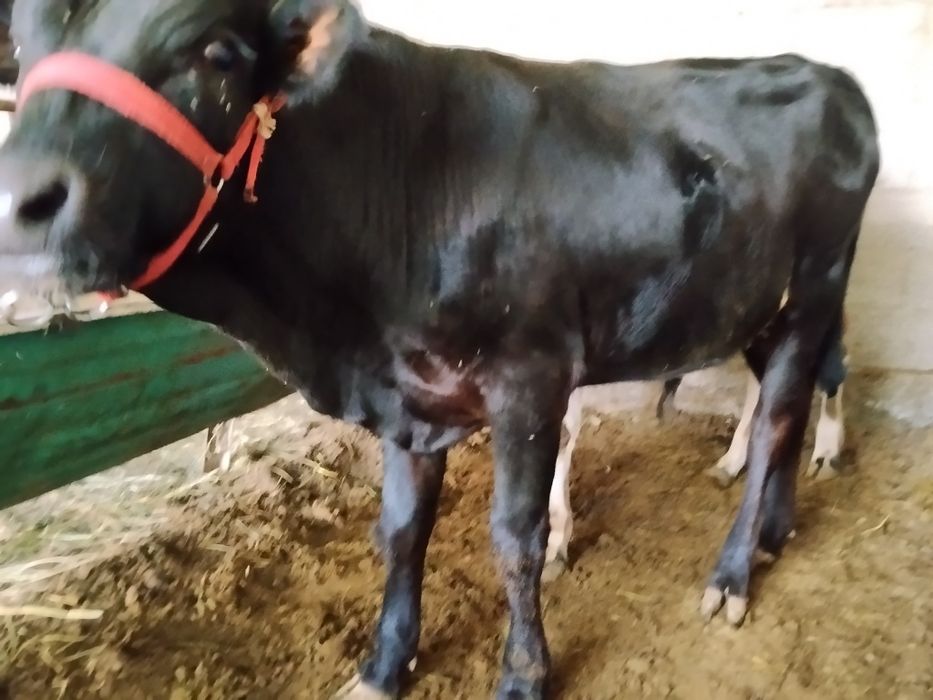 Buqacha sotiladi. Narxini kelishamiz