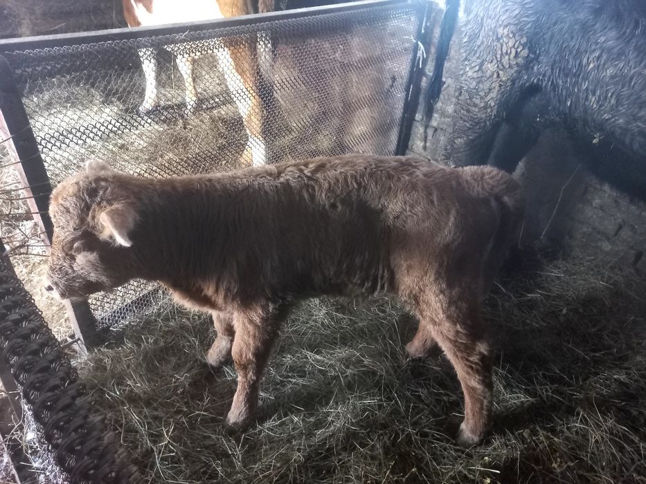 Продам телят 120 000