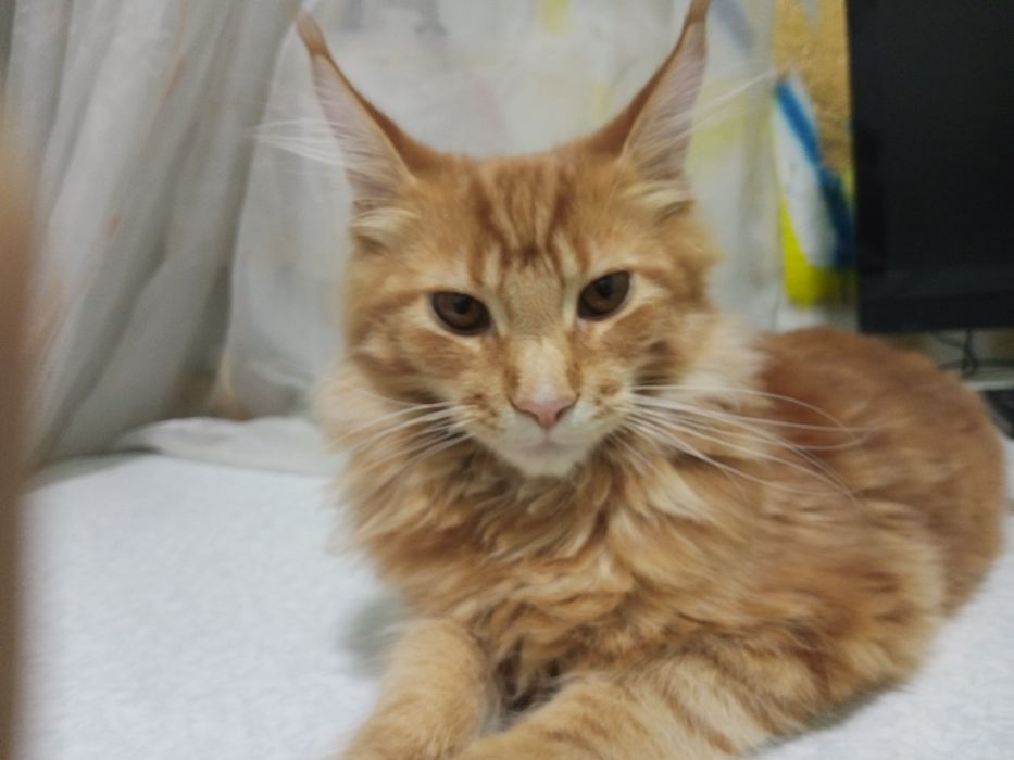 Обмен на велосипед писать в олх